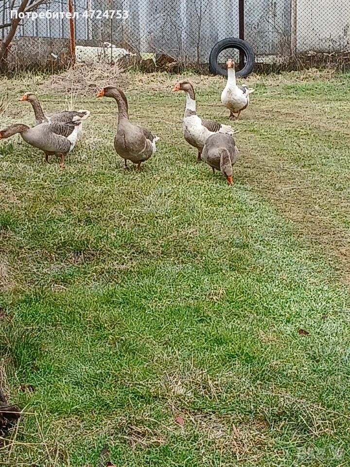 Продавам гъски, снимка 1