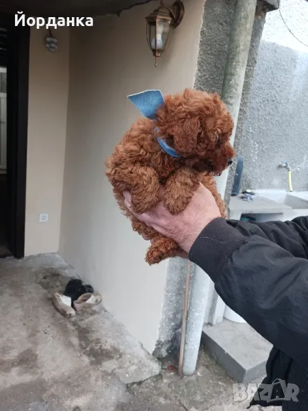 Момченце - мини пудел, снимка 1