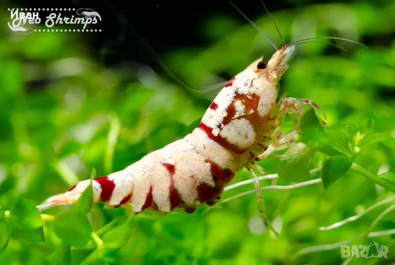 Fancy Tiger red  аквариумни скариди , снимка 1