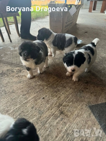 Каракачани, снимка 2 - Каракачанска овчарка - 46469229