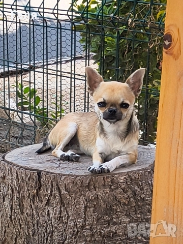 чихуахуа мини , снимка 4 - Чихуахуа - 52796812