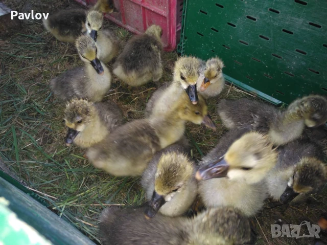 Джинки; аракуана, катунски, Гъсета, пуйчета и др, снимка 3 - Кокошки и пуйки - 50527479