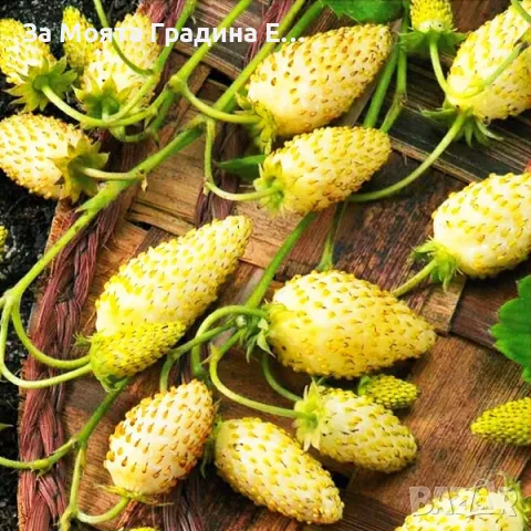 Жълта горска Ягода 🍓, снимка 5 - Разсади - 49491757