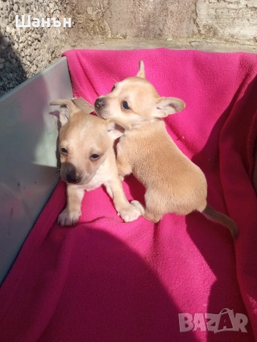 Продавам пинчери