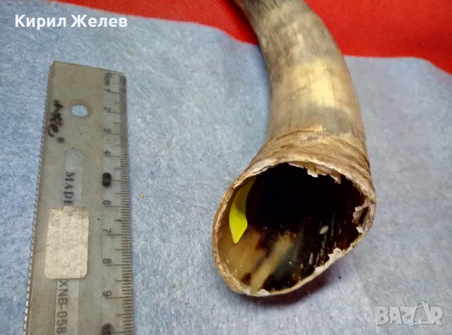 Стар БИВОЛСКИ ГОВЕЖДИ РОГ За КОЛЕКЦИЯ ТЕМАТИЧНА ДЕКОРАЦИЯ 47838, снимка 10 - Колекции - 47971717