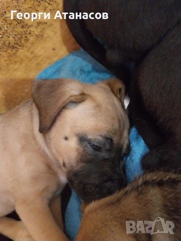 Кане-корсо куче