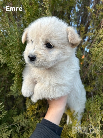 Обикновени Болонки, снимка 8 - Болонка - 52849550