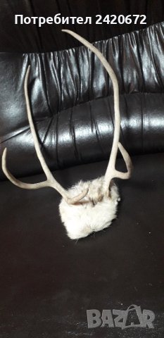 рога на  малък  северен  елен, снимка 4 - Декорация за дома - 42535404