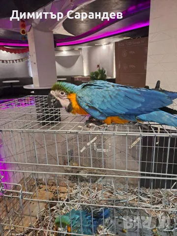 Продавам Синьожълта Ара, снимка 2 - Папагали - 55826315