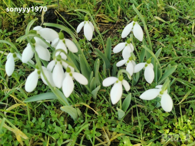 LOT КОКИЧЕТА ЗА МОМИЧЕТА 0902261847, снимка 2 - Градински цветя и растения - 53417887