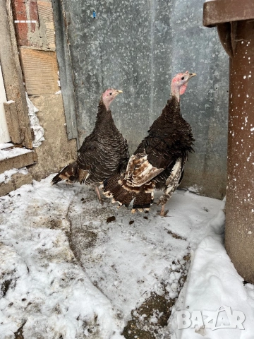 Продавам млади пуйки