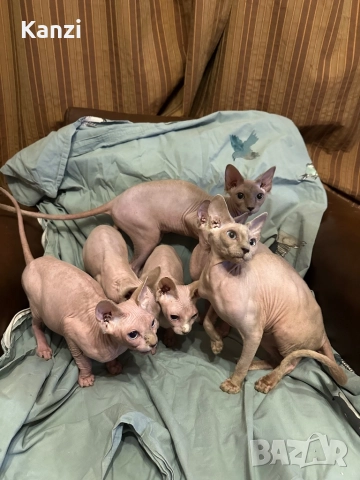 Сфинкс Sphynx, снимка 11 - Сфинксове - 52901293