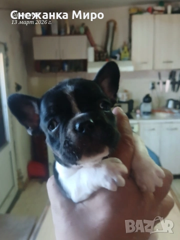 френски булдог. , снимка 9 - Френски булдог - 53830931