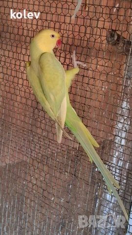 Папагал Малък Александър /женска 2г., снимка 2 - Папагали - 43090136