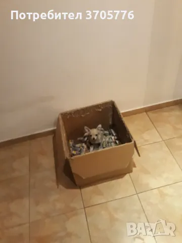 Джуджета мини мини, снимка 11 - Чихуахуа - 49937684