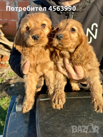 2 mijki otlicni kokerceta, снимка 2 - Кокер шпаньол - 52513703