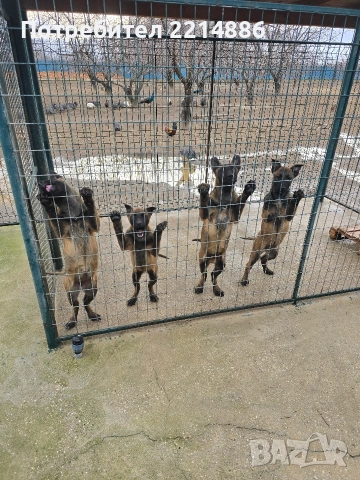 Белгийски овчарки-Малиноа , снимка 7 - Други - 52341802