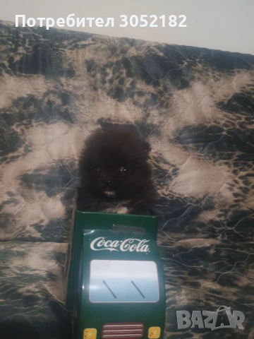 Свободно момче померан , снимка 3 - Померан - 52671300