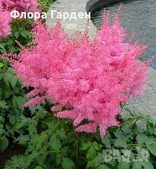 МНОГОГОДИШНИ ЦВЕТЯ - Коренища, снимка 16 - Градински цветя и растения - 53138637