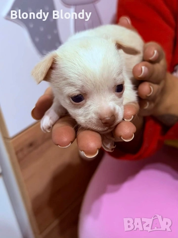 Чихуахуа Мини Пинчер, снимка 10 - Чихуахуа - 53598696