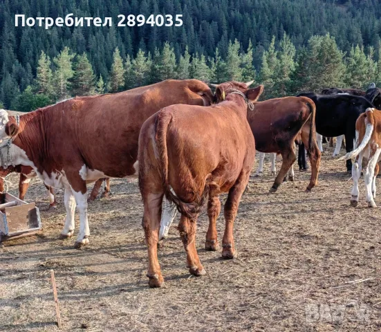 телета бозайници, отбити, за клане , снимка 7 - Крави - 56158184