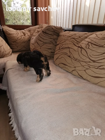 Шарени йоркита, снимка 5 - Йоркширски териер - 51701071