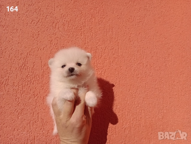 Померани. Белички. Реални снимки от 29.12.25 г., снимка 12 - Померан - 52926285