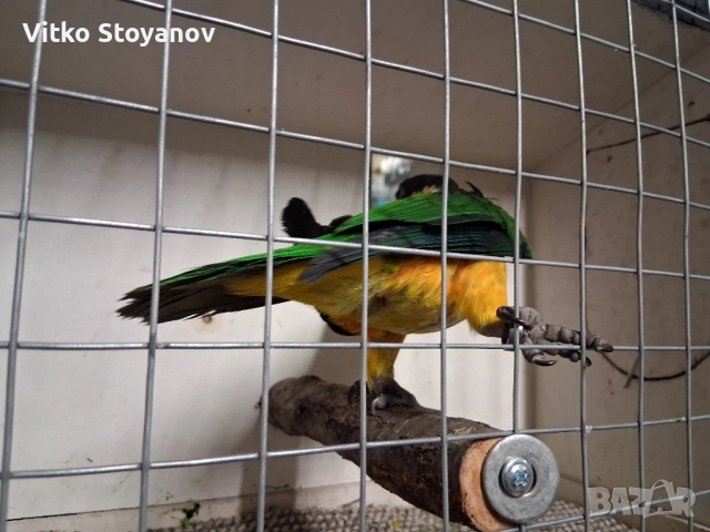 Чернотеменен Амазонек-Кайка, снимка 4 - Папагали - 52551964