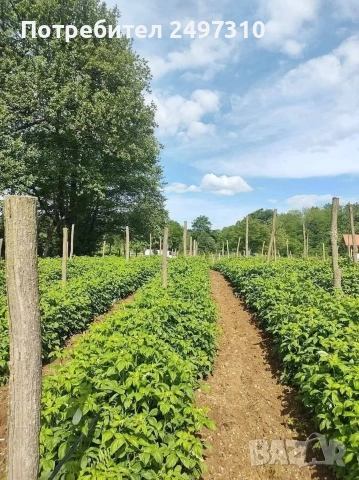 продавам разсад малини , снимка 2 - Разсади - 53508347