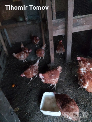 Продавам кокошки носачки петли пуйки пуяци неми патици 