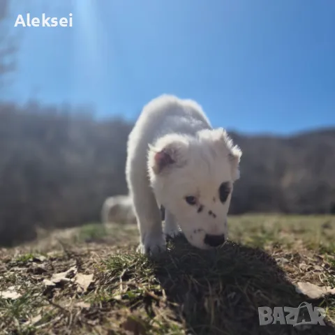 Средноазиатска овчарка–Алабай, снимка 10 - Средноазиатска овчарка - 48611649