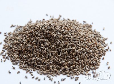 Продавам градински магданоз - семена, реколта 2025 г.