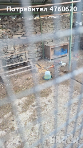 Фазани, снимка 2 - други­ - 53785205