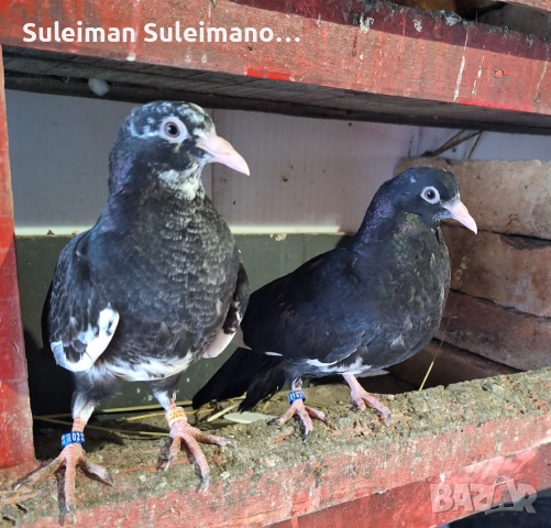 Млади 30 лв, снимка 2 - Гълъби - 52411897