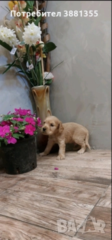 Кокер Шпаньол бебета, снимка 3 - Кокер шпаньол - 52635265