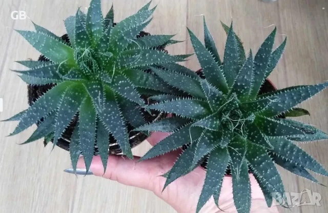 Алое Аристата / Aloe Aristata, снимка 5 - Стайни растения - 50549492
