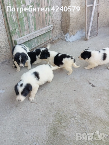 Каракачанки останаха мъжки кутрета, снимка 10 - Каракачанска овчарка - 52105803