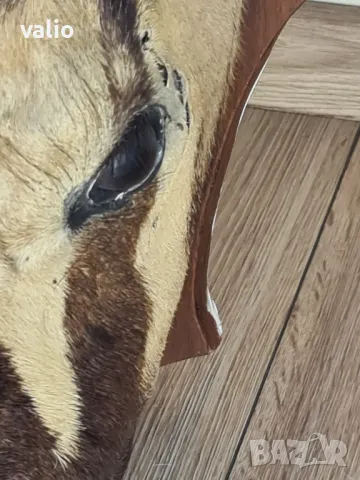 Трофей на антилопа Гемсбок, снимка 4 - Други - 50184511