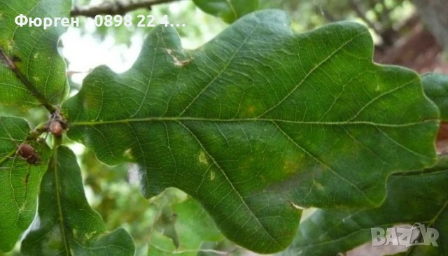 Дъб - Обикновен, снимка 4 - Разсади - 51077312