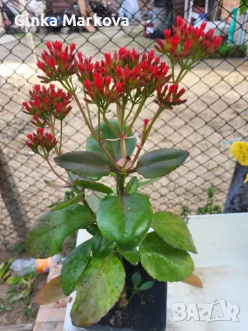 Червено каланхое - 3,99лв.