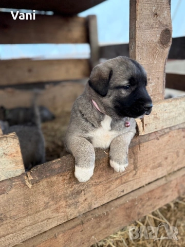 Кангал /Кангалчета, малки , снимка 5 - Кангал - 53493206