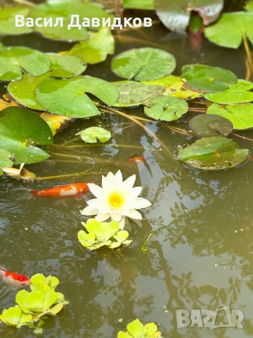 Растения за езеро ,лилии , предлагам и риби езерни , снимка 16 - Други - 50777184