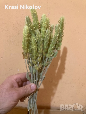 мурсалски чай. , снимка 2 - Други - 52086579