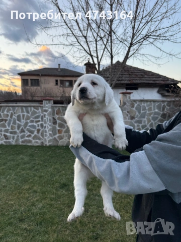 Алабай (Средно Азиатска Овчарка), снимка 4 - Алабай - 53542188