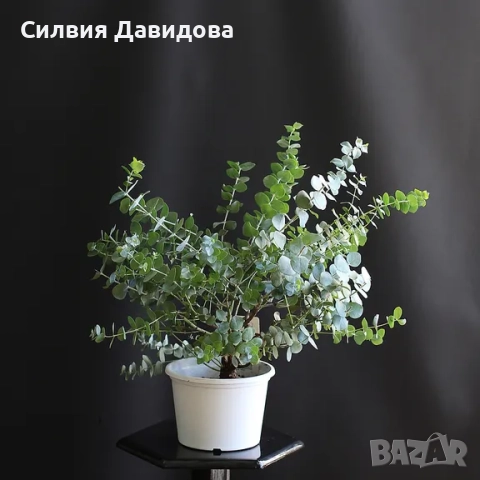 Евкалипт , снимка 10 - Други стоки за дома - 52773885