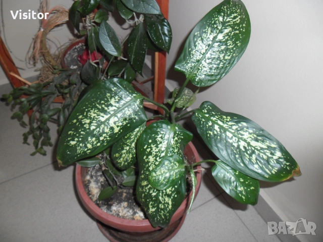 фотоапарат Samsung ES90 - 14.2 Мрх, снимка 15 - Фотоапарати - 53635846