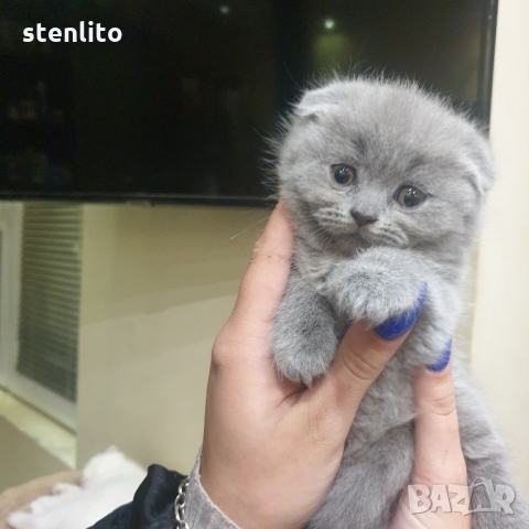 Шотландски котенца на 2 месеца, снимка 9 - Британска късокосместа - 32989455