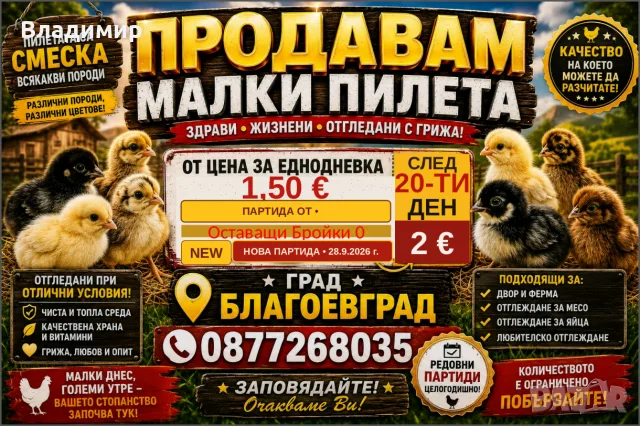 Малки кокошки/пилета