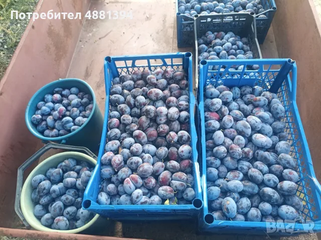 Сини сливи за ракия и сладка