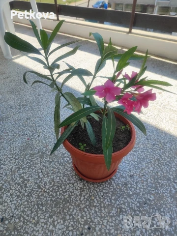 Зокуми(олеандър), снимка 5 - Стайни растения - 51047519